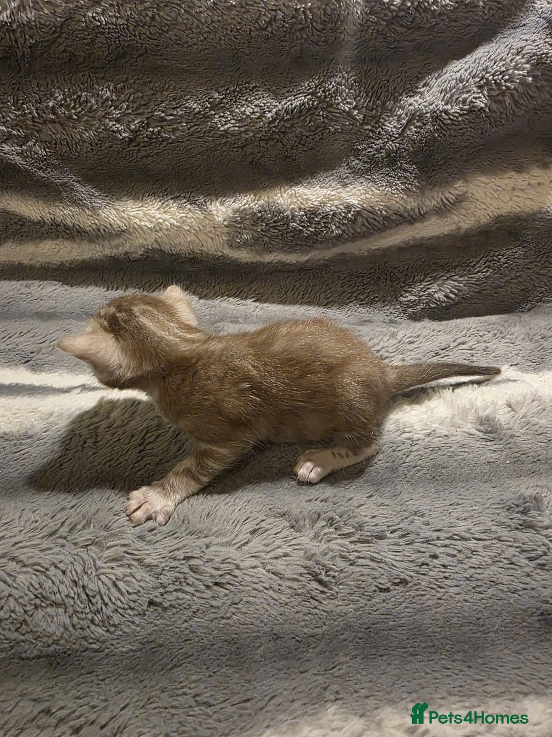 Bengal cats for sale: Rare Bengal babies - Image 28