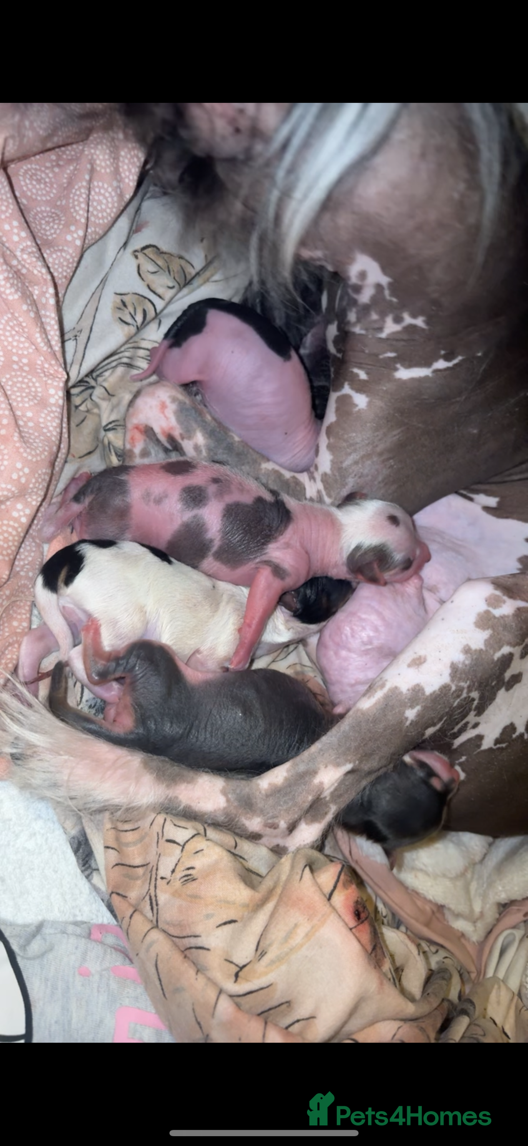 Chinese Crested dogs for sale: Pure Chinese crested puppies - Image 6