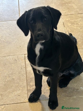 Springador Dogs Breed - Information, Temperament, Size & Price | Pets4Homes
