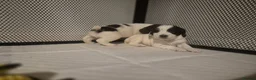 English Springer Spaniel dogs for sale: Inquisitive English Springer Spaniel Puppys KC Reg in Wellingborough - Advert 16