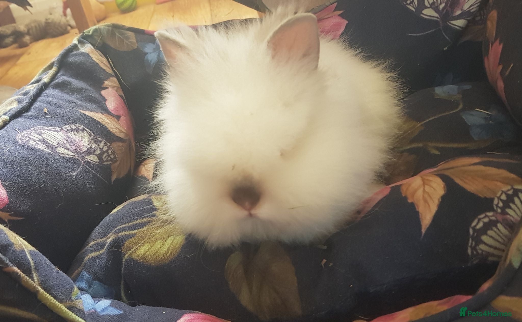 Lionhead rabbits 🐰 Pedigree Bunnies for Sale 🐰 - Advert 3
