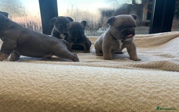 French Bulldog dogs for sale: French bulldog pups  - Advert 10