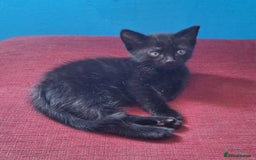 Mixed Breed cats for sale: 1 Kitten for Sale - Image 3