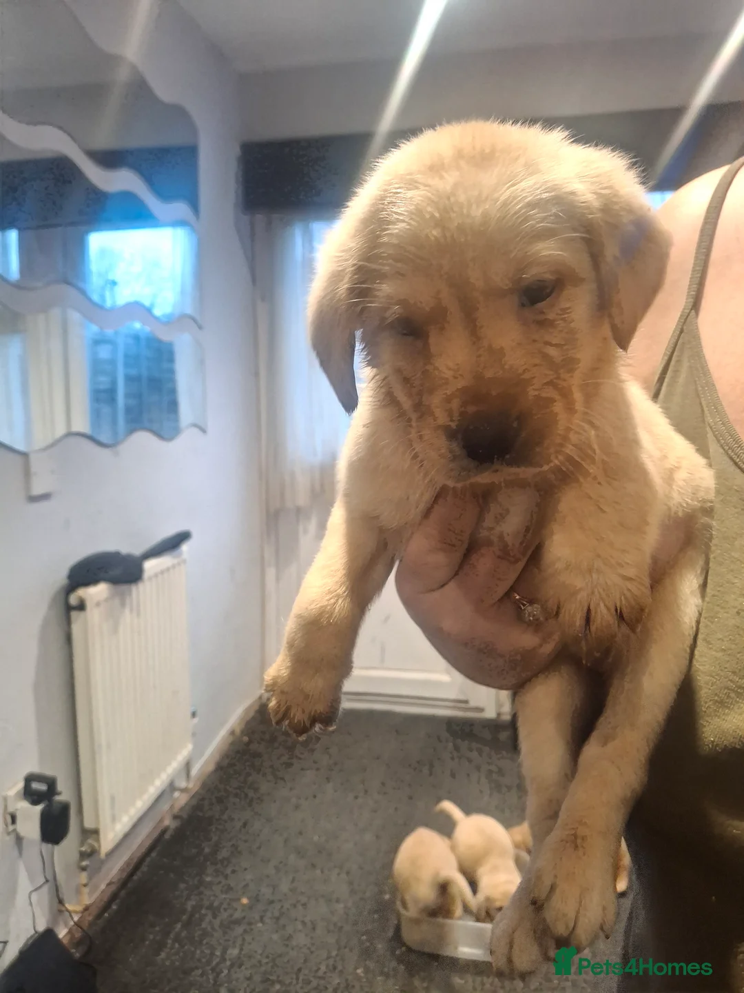 Labrador Retriever dogs for sale: 1 boy left  - Advert 1