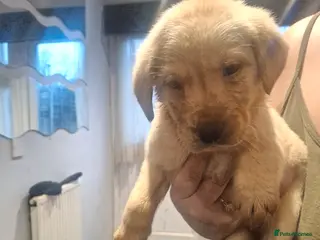 Labrador Retriever dogs 1 boy left - Advert 1