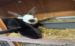 Rex rabbits for sale: Mini Rex sisters - Image 4