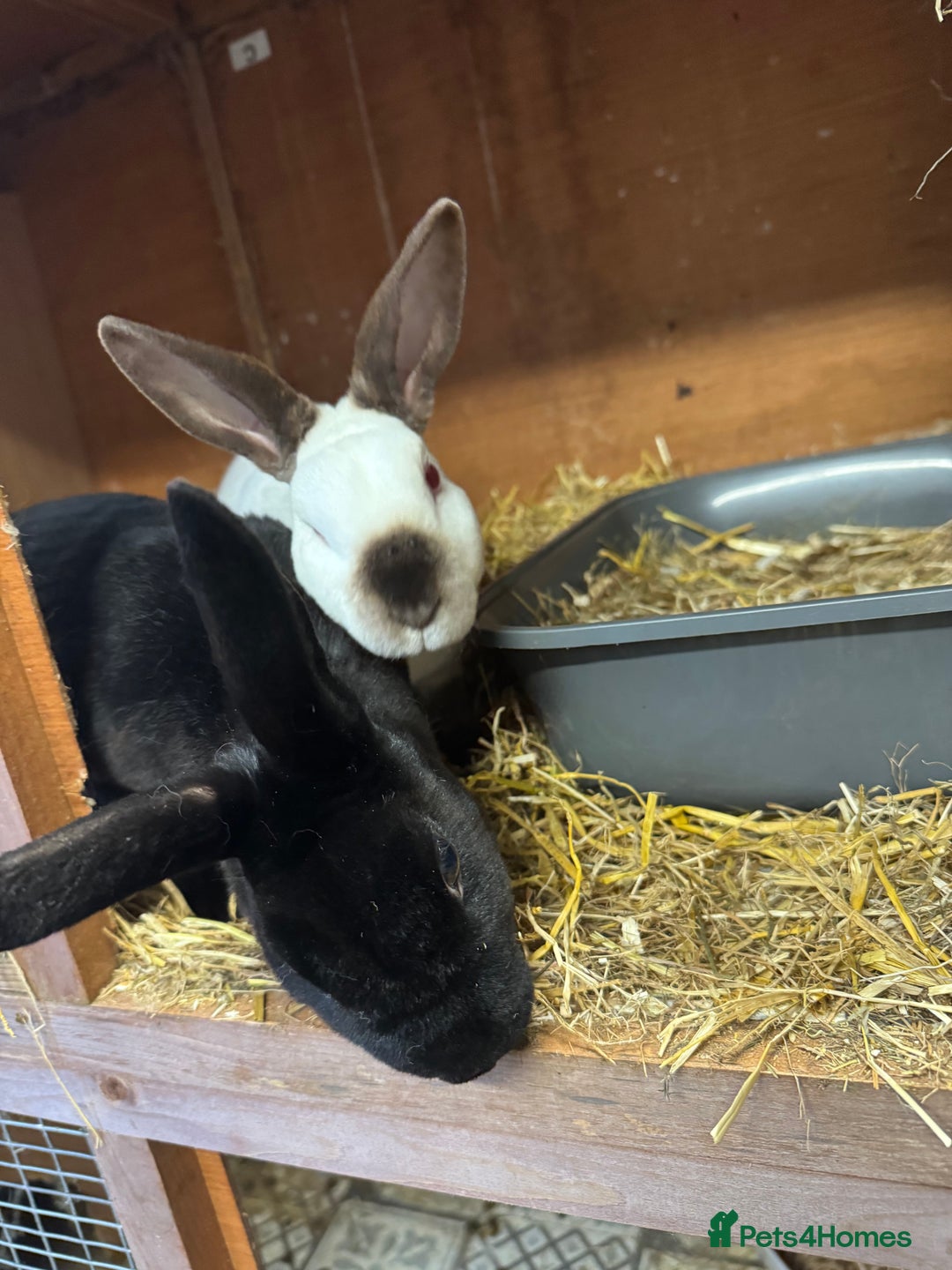 Rex rabbits for sale: Mini Rex sisters - Image 4