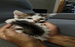 Turkish Angora cats for sale: 3 beautiful kittens ready to find a loving home  - Image 4