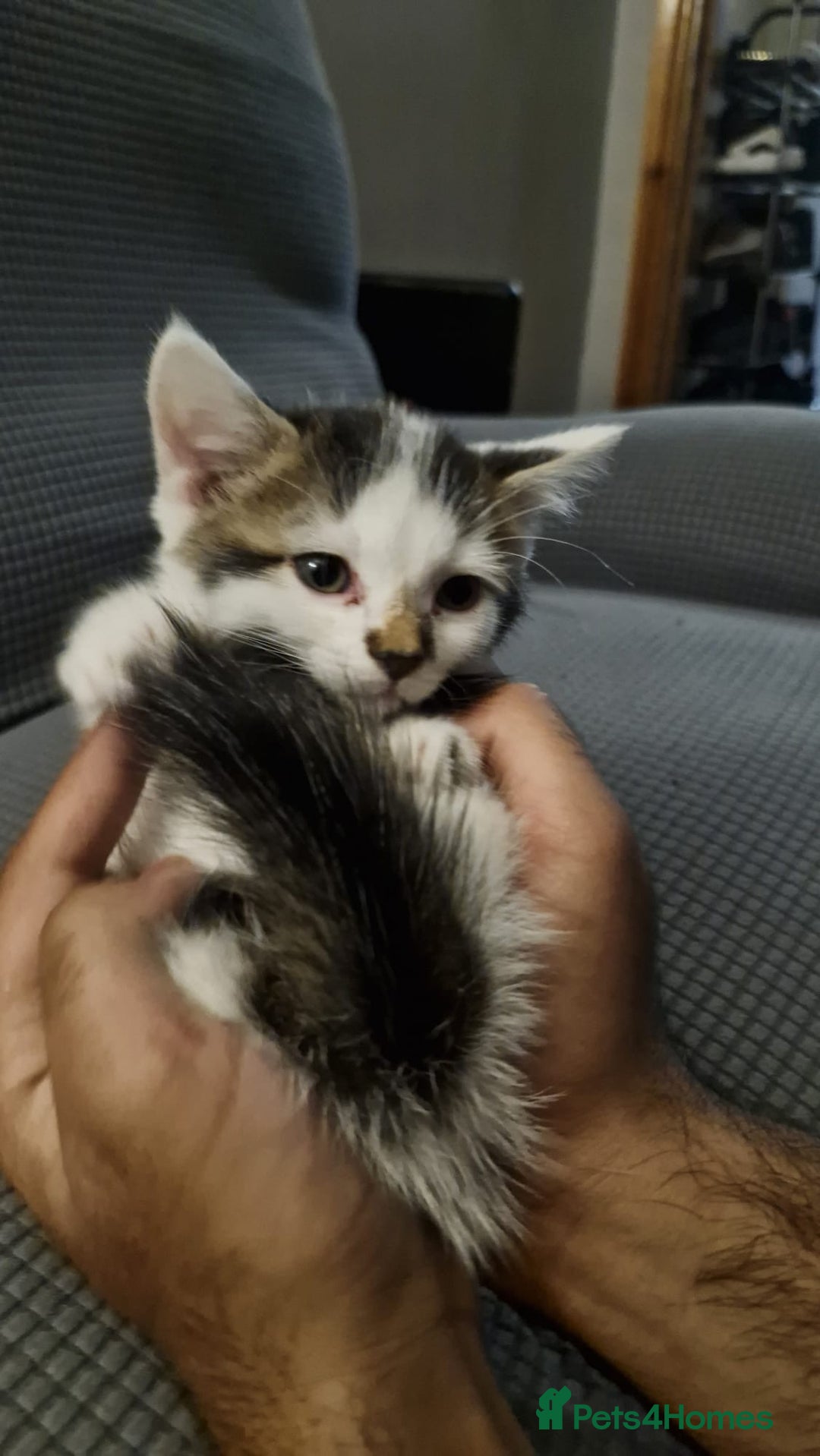 Turkish Angora cats for sale: 3 beautiful kittens ready to find a loving home  - Image 4