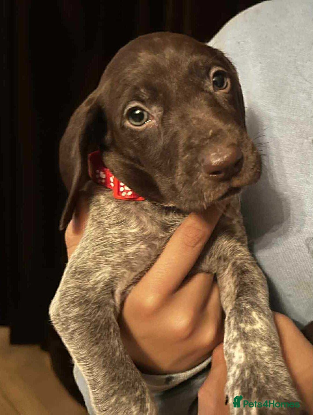 German Shorthaired Pointer dogs for sale: Stunning Litter of GSP puppies - Image 21