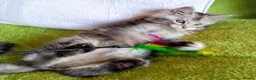 Maine Coon cats for sale: HCM/PKDef/SMA clear TICA silvers poly/non poly  - Advert 5