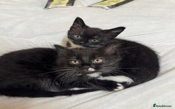 British Shorthair cats for sale: Two beautiful female kittens for sale  - Image 4