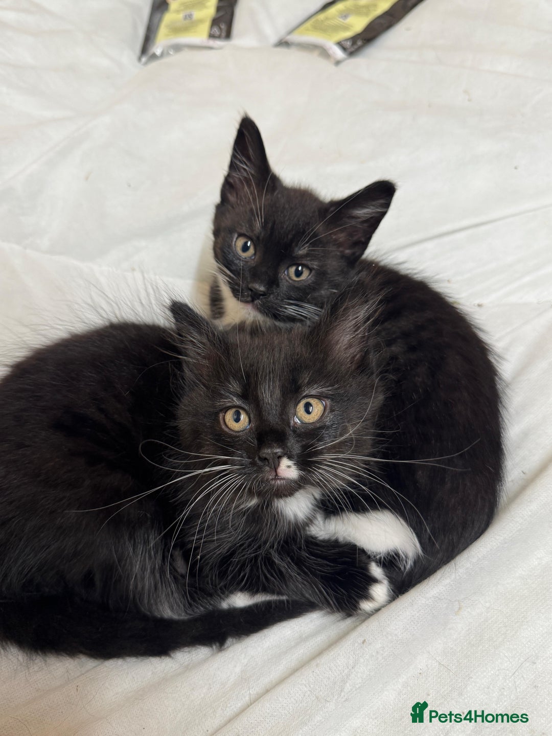British Shorthair cats for sale: Two beautiful female kittens for sale  - Image 4