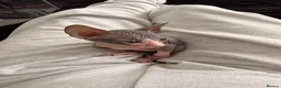 Sphynx cats for sale: Beautiful Sphynx kittens 🩵🩷 🐾  - Advert 14