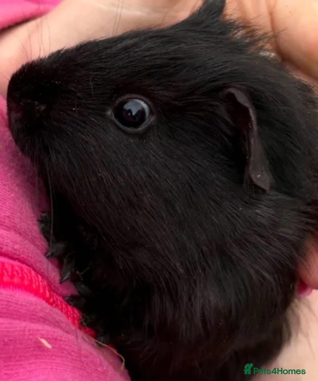 Guinea Pig rodents for sale: X2 bonded male Guniea pigs  - Advert 1