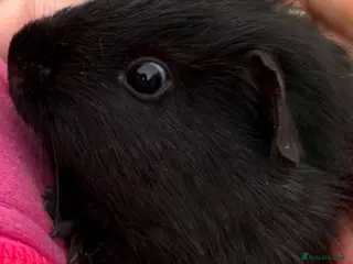 Guinea Pig rodents X2 bonded male Guniea pigs - Advert 1