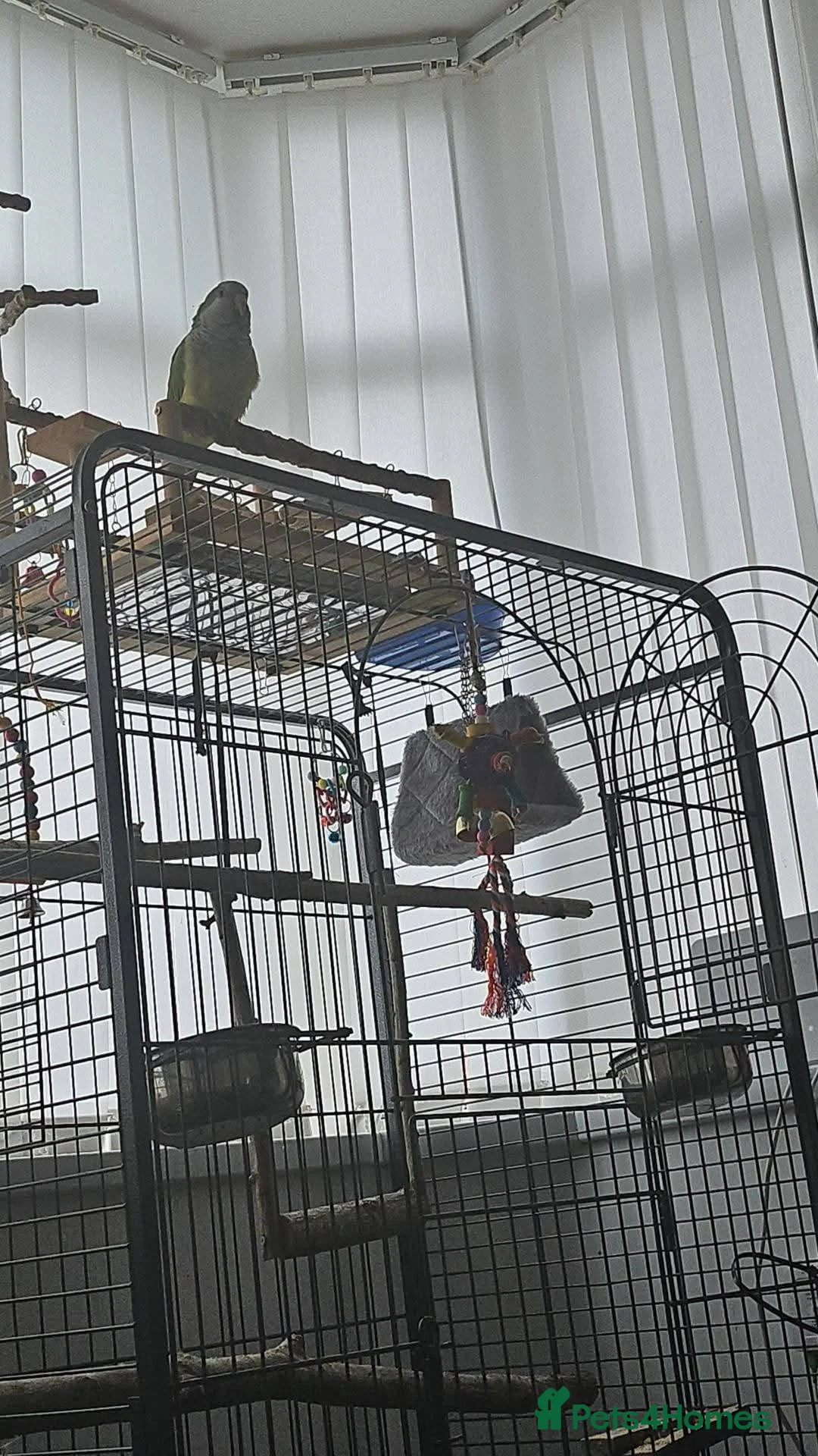 Parrots birds for sale: QUAKER AND GREEN CHEEK CONURE in Blackpool - Advert 1