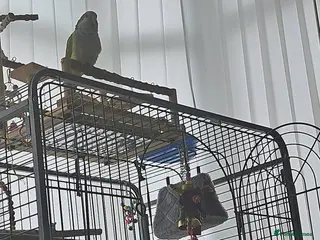 Parrots birds QUAKER AND GREEN CHEEK CONURE - Advert 1