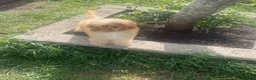 Cavapoo dogs for sale: Cavapoo puppies - Advert 3