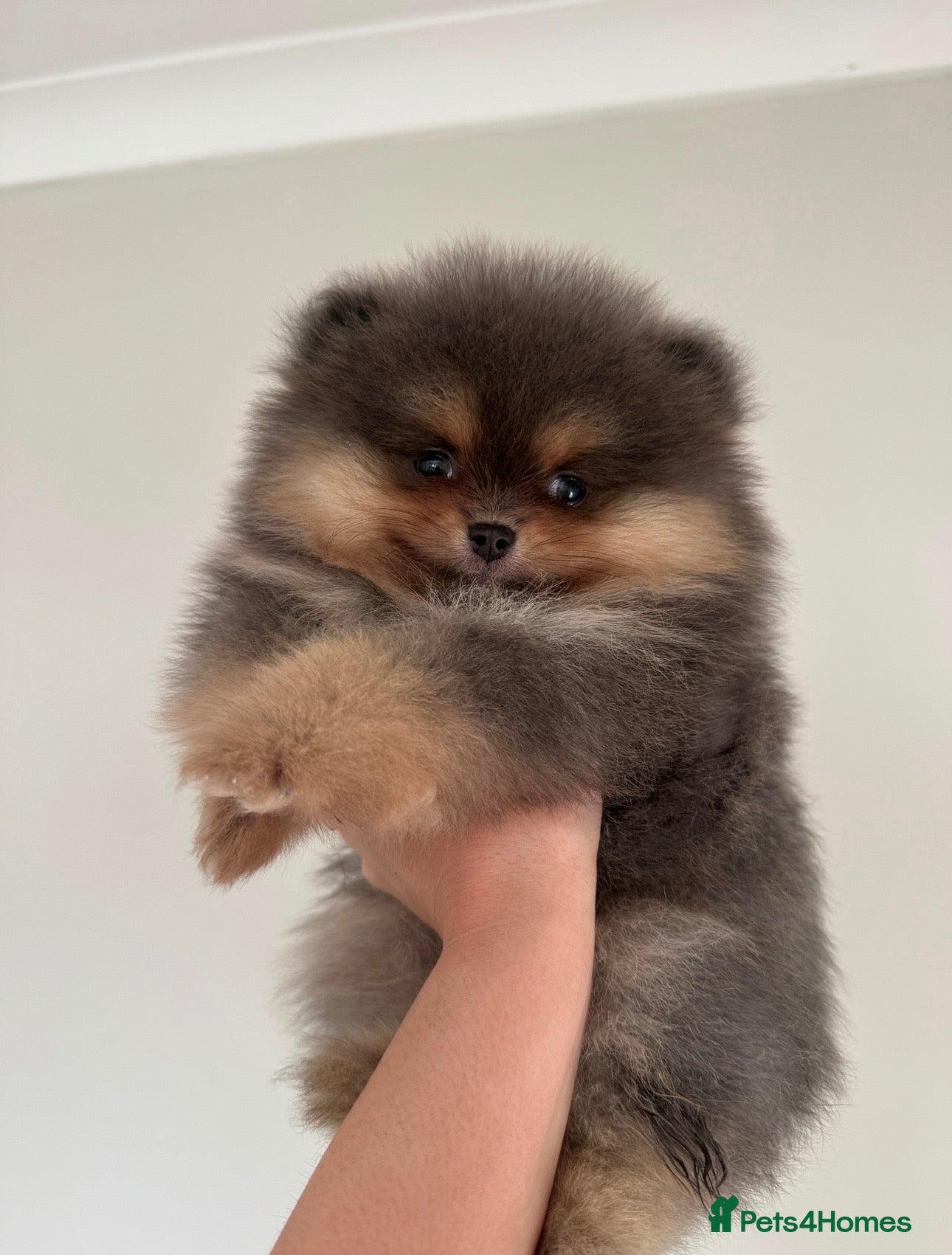 Pomeranian dogs KC Registered Pomeranian Puppies - Advert 1