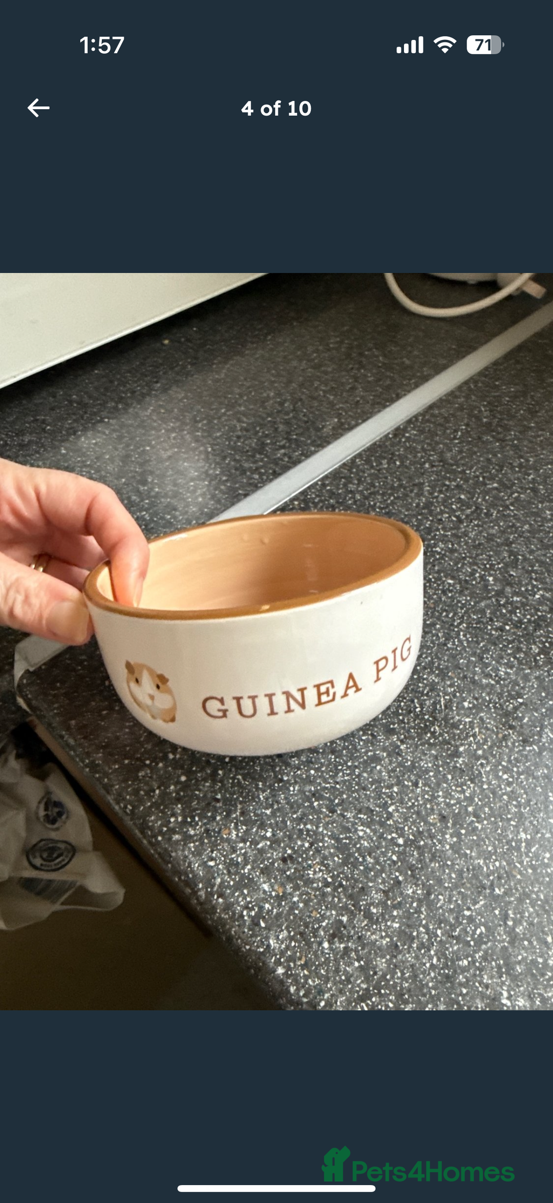 Guinea Pig rodents for sale: X2 male guinea pigs, everything included - Image 4
