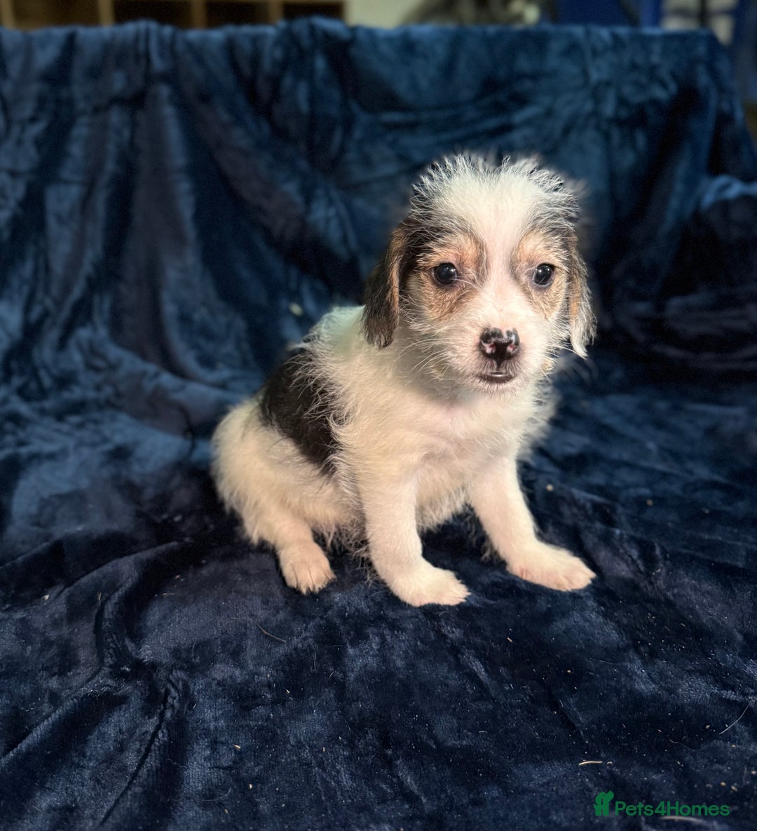 Mixed Breed dogs for sale: 3/4 spaniels 1/4 jack Russel puppy’s 🩷 - Image 3