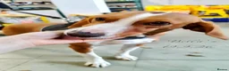 Mixed Breed dogs for adoption: Bella, 5 years approx. Available for adoption. in Brixham - Advert 5
