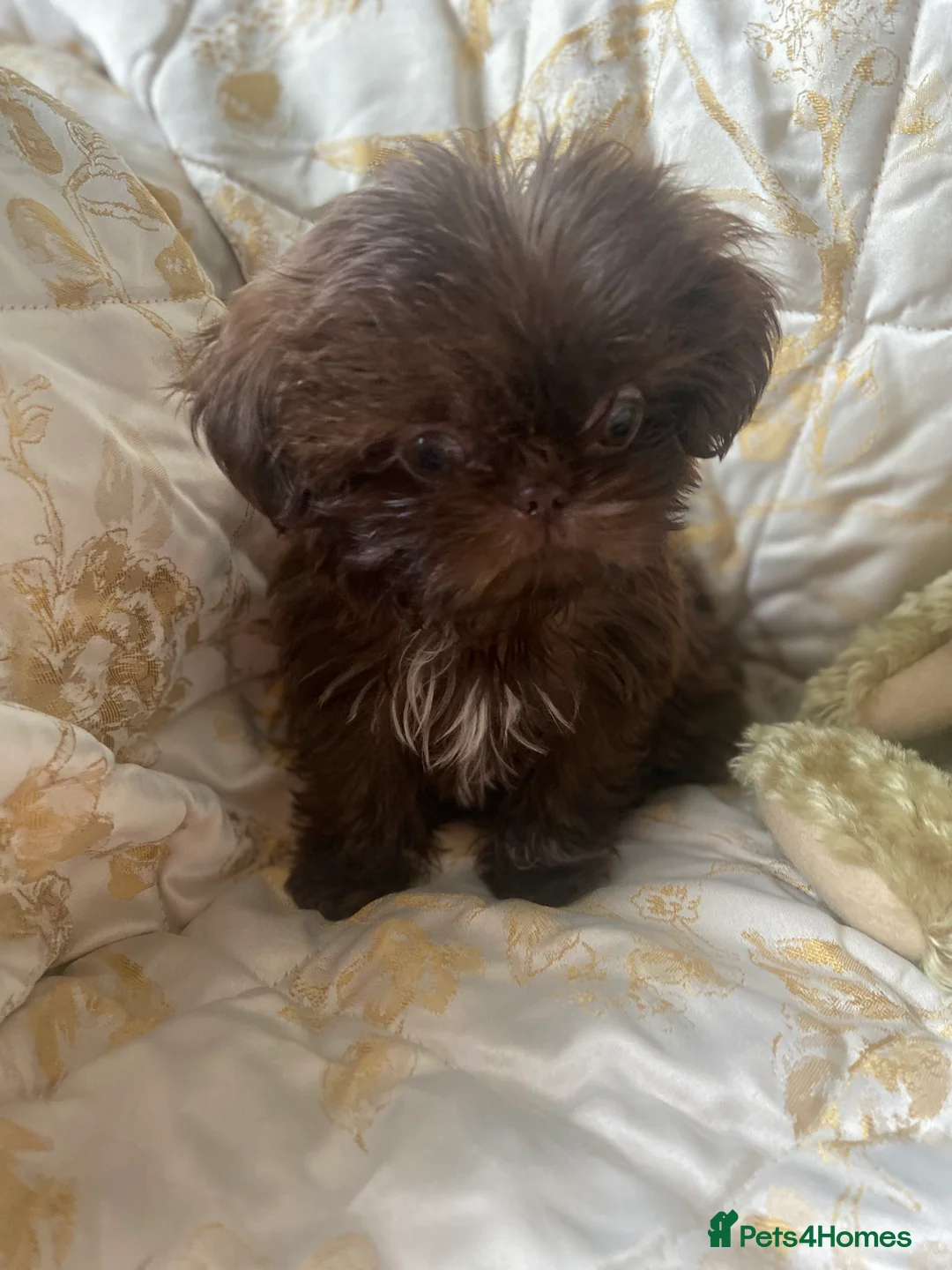 Shih Tzu dogs for sale: Beautiful imperial shihtzu boy pups - Advert 4