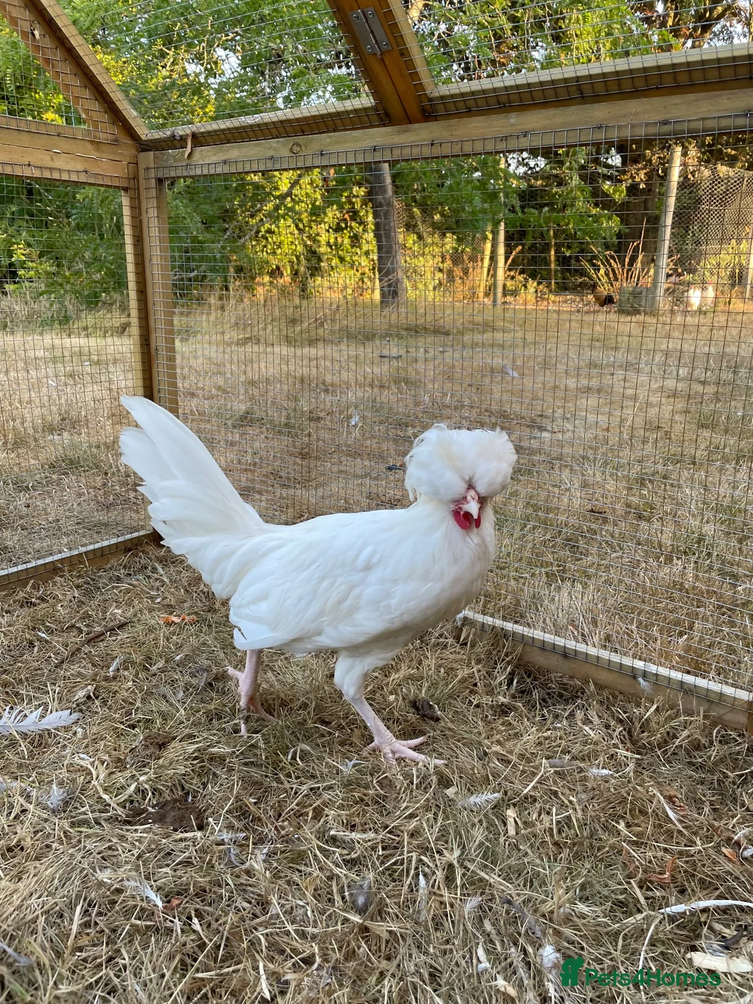 Chickens poultry for sale: Polish Bantam Cockerel  - Advert 2