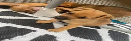 Mixed Breed dogs for sale: Jack Russell cross Yorkie cross Chihuahua  in Pontypool - Advert 12