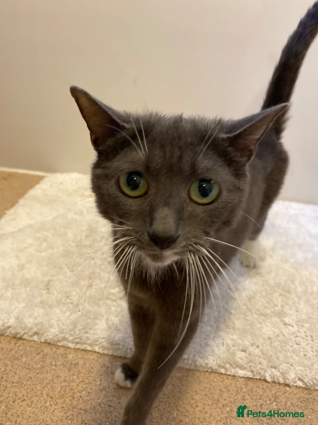 Mixed Breed cats for sale: Blue shorthair x Siamese  - Advert 10