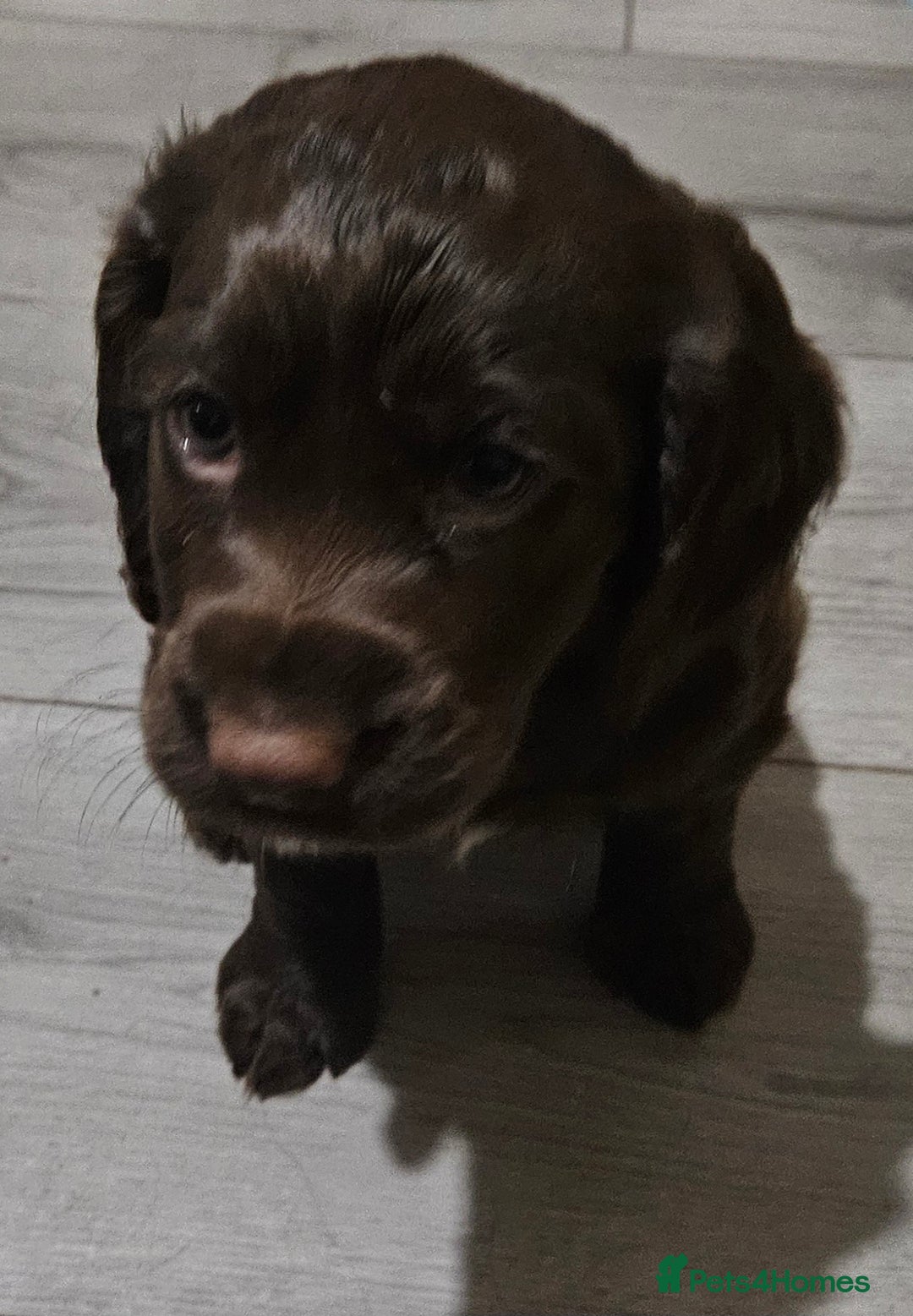 Cocker Spaniel dogs for sale: 5 stunning Cocker Spaniel puppies for sale.  - Advert 11