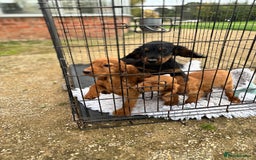 Cocker Spaniel dogs for sale: Working cocker spaniel - champion bloodlines  - Image 17