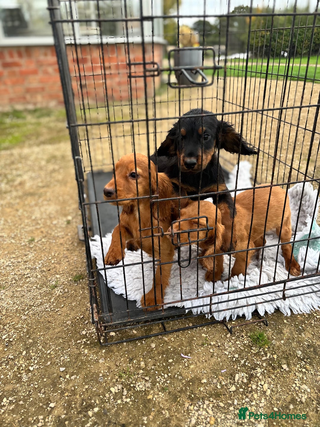 Cocker Spaniel dogs for sale: Working cocker spaniel - champion bloodlines  - Image 17