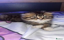 Mixed Breed cats for sale: FEMALE  - Image 4