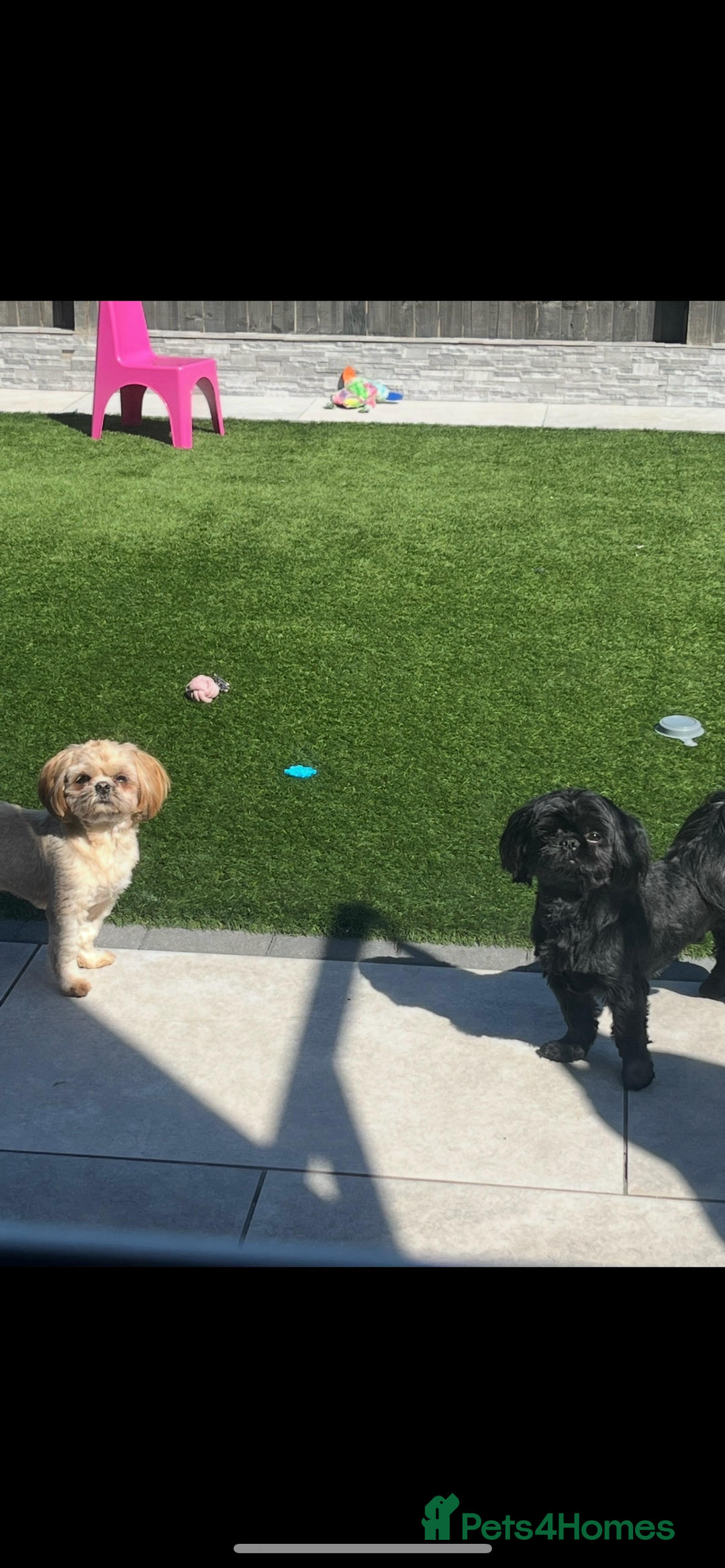 Shih Tzu dogs for sale: Rare solid black imperial Shih Tzu  - Advert 7