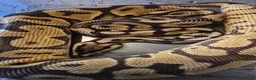 Python Snake reptiles for sale: Male enchi pastel hypo royal python with setup - Advert 7