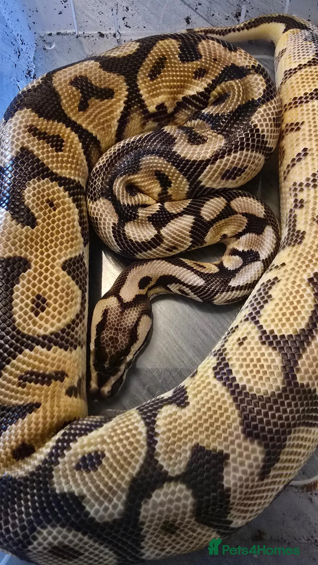Python Snake reptiles for sale: Male enchi pastel hypo royal python with setup - Advert 7
