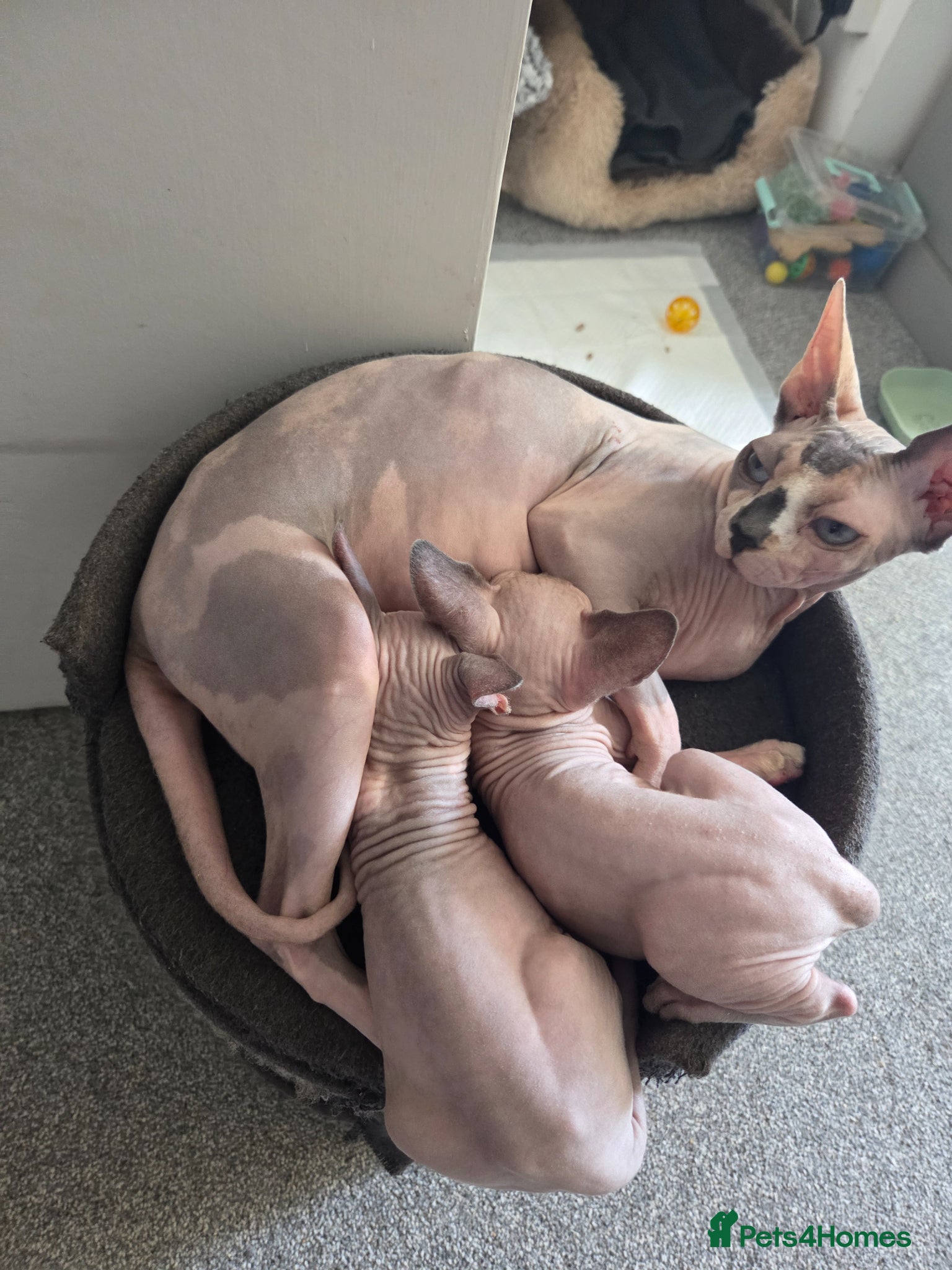 Sphynx cats Boy sphynx x 2 - Advert 2