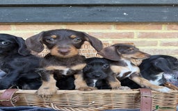 Mixed Breed dogs for sale: 🐾 Gorgeous Doxiepoo Puppies – Ready 07/08! 🐾 - Image 17
