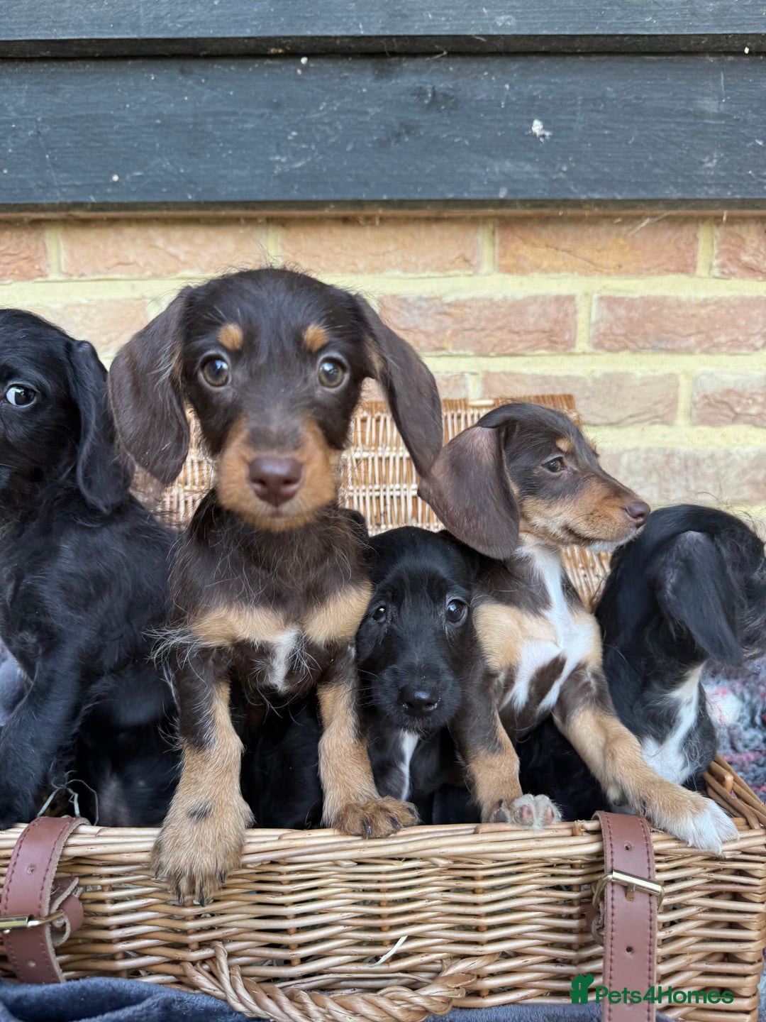 Mixed Breed dogs for sale: 🐾 Gorgeous Doxiepoo Puppies – Ready 07/08! 🐾 - Image 17