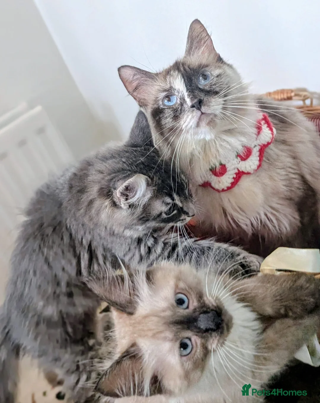 Maine Coon cats for sale: Maine coon ragdoll kittens for devoted owners in Paisley - Advert 2