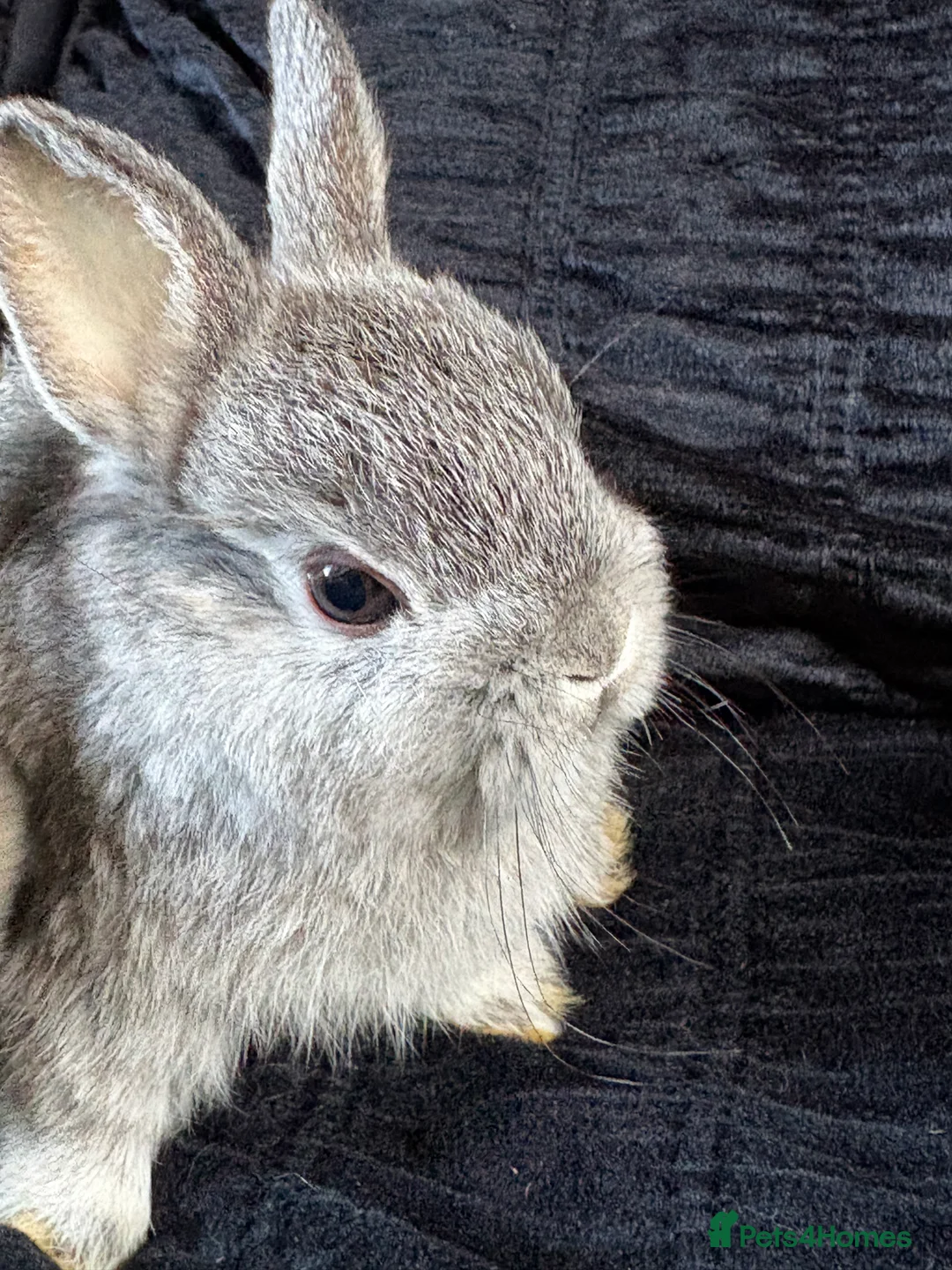 Netherland Dwarf rabbits for sale: Netherland dwarf girls  - Advert 2