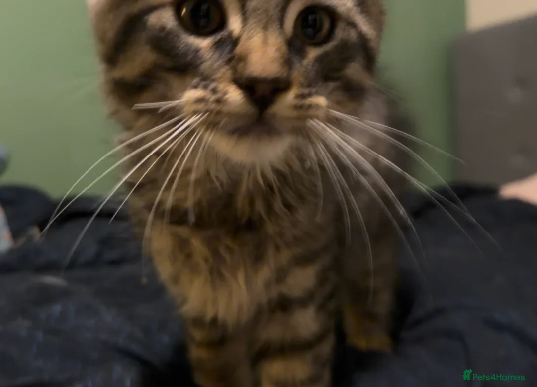 Maine Coon cats for sale: FINAL BOY! Maine Coon Cross Kitten Ready Now!  - Advert 12