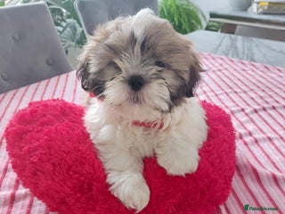 Shih Tzu dogs - Advert 1