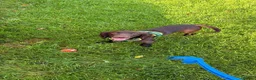 Cocker Spaniel dogs for sale: 15 month Cocker spaniel Girl  - Advert 3