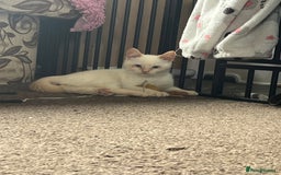 Mixed Breed cats for sale: Gorgeous white male kitten looking for a new home - Image 4