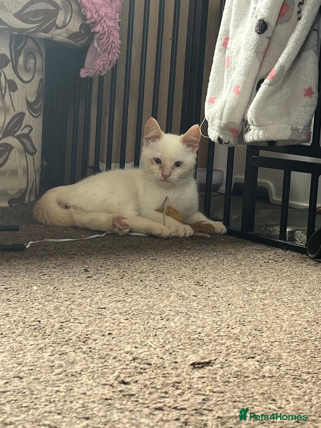 Mixed Breed cats for sale: Gorgeous white male kitten looking for a new home - Image 4