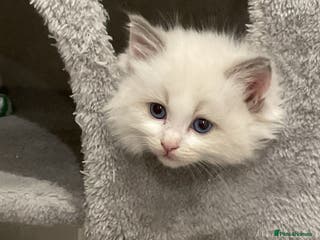 Ragdoll cats BEAUTIFUL PURE BLUEPOINT RAGDOLLS - Advert 1