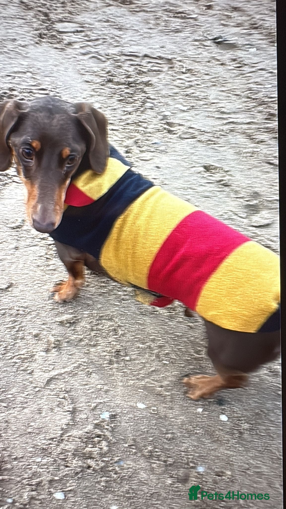 Dachshund dogs Sausage dog dachshund  - Advert 17